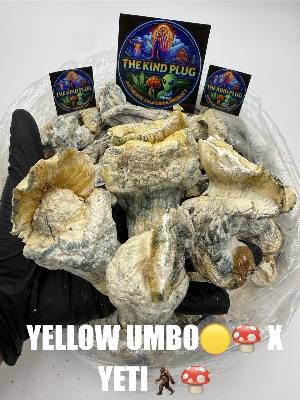 Yellow Umbo X Yeti Slide 1